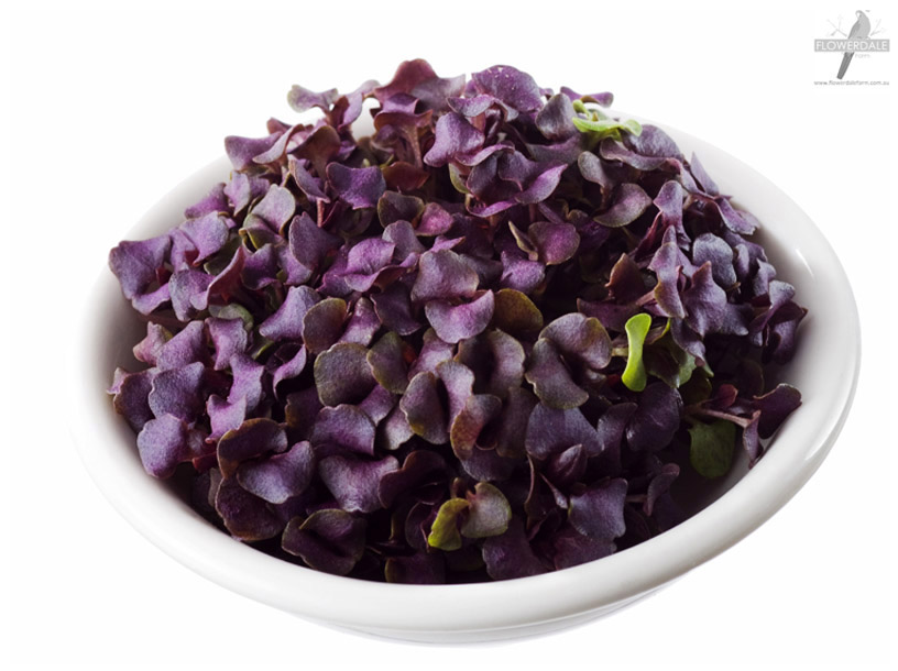 Microgreens - Purple Basil (Pot)