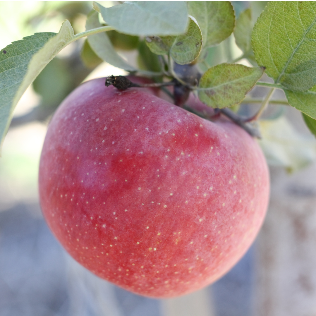 Apples - Fuji Kids lunchbox size - 117g Apples - Fuji Kids lunchbox size - 117g