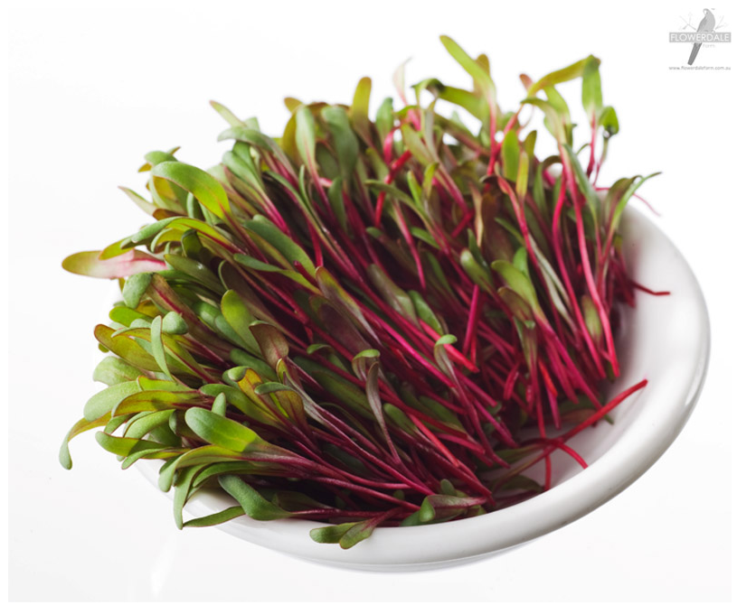 Microgreens - Red Chard (Pot)