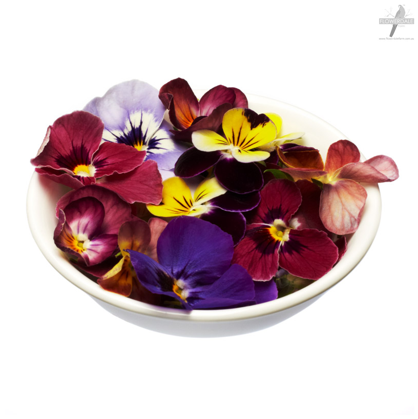 Edible Flowers - Viola (punnet)